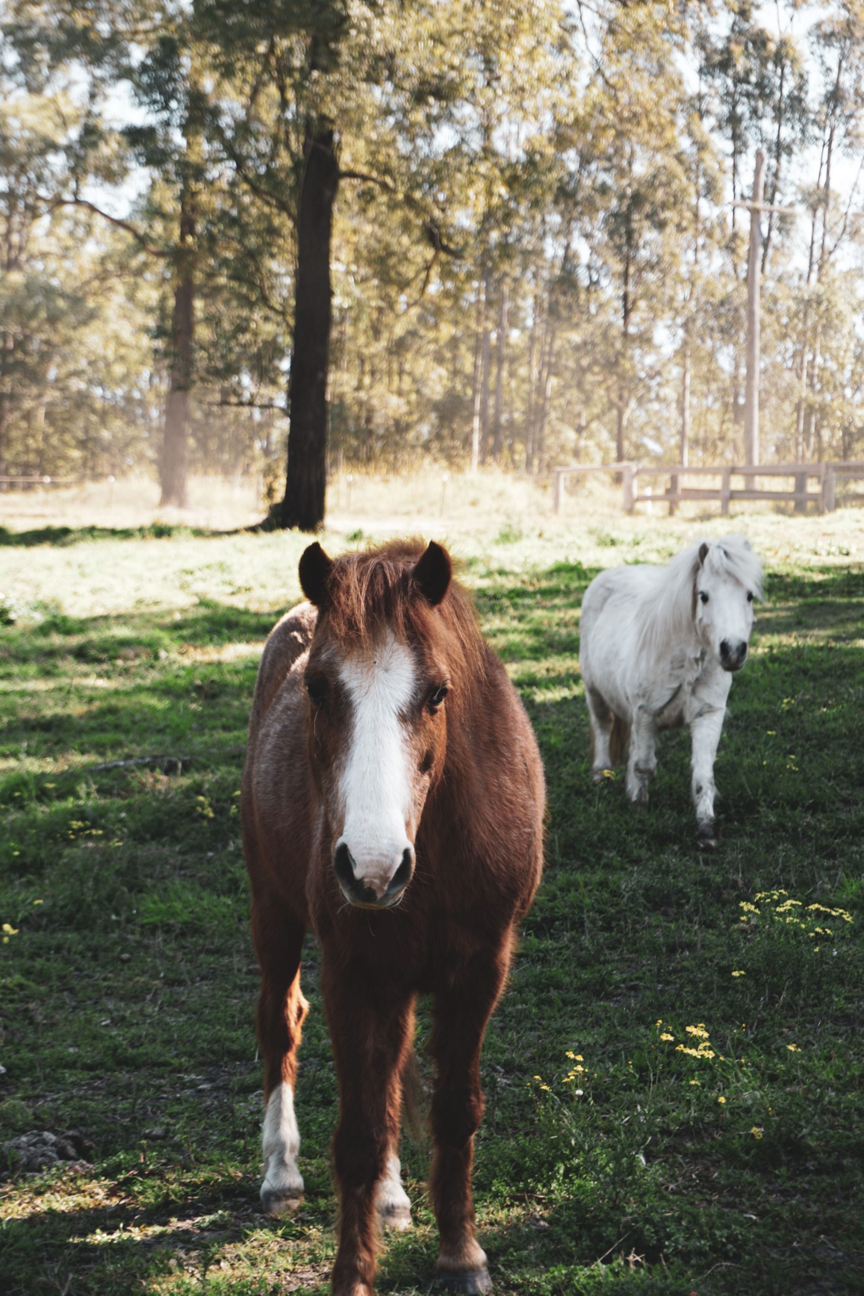 Two ponies standing in a paddock of green grass. The pony in the foreground (Matty) is a rich chestnut brown with a white blaze. The pony in the background (Astro Boy) is white.